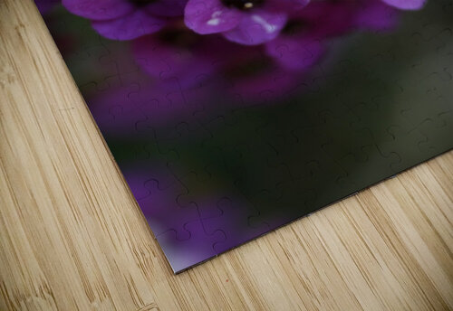 Allysium Flowers Joy Watson puzzle