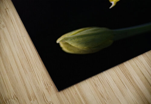 Daffodil Delight Joy Watson puzzle