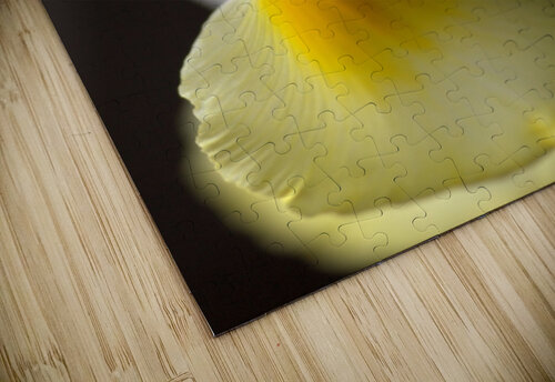 Iris Yellow And White Joy Watson puzzle