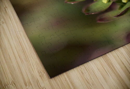 Succulent Joy Watson puzzle