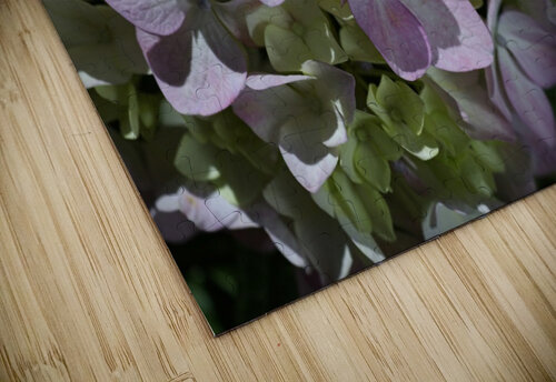Hydrangea Flower Joy Watson puzzle