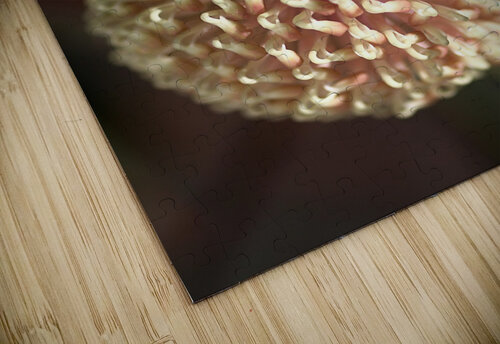 Hakea Flower Joy Watson puzzle