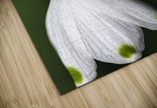 SPRING SNOWDROP FLOWER  Joy Watson puzzle