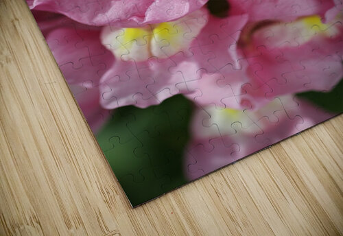 Snapdragon Pink Joy Watson puzzle