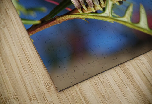 Diving Grevillea Flower Joy Watson puzzle