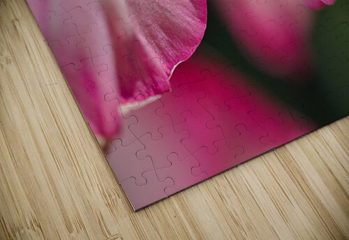 Gladiolus Petals Joy Watson puzzle
