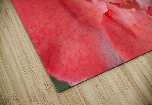 Red Rose Middle Joy Watson puzzle