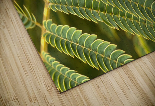 Fern  Joy Watson puzzle