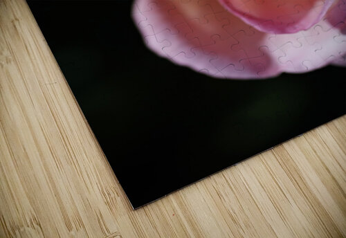 Pink and Orange Rose Joy Watson puzzle