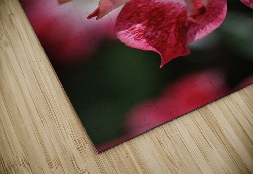 Carpet Roses Red Joy Watson puzzle