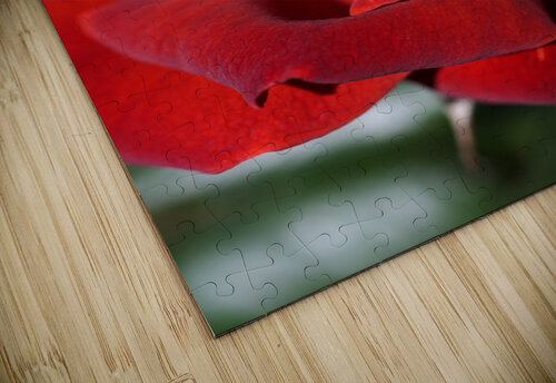 Hot Chocolate Rose Joy Watson puzzle