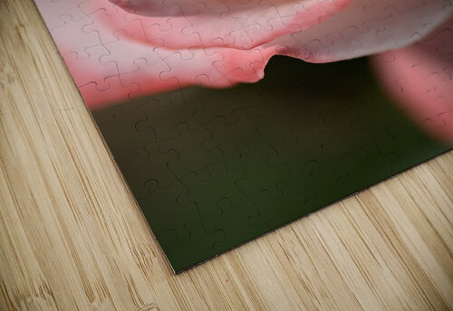 Apricot Rose Joy Watson puzzle