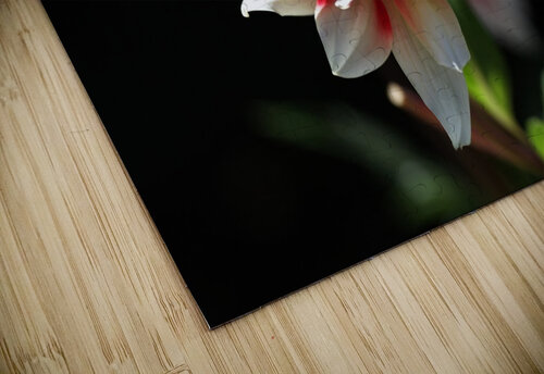 Dahlia Delight Joy Watson puzzle