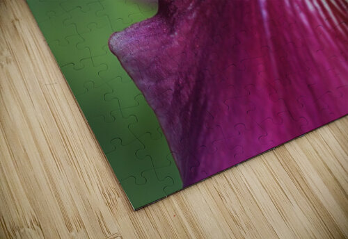 Purple Iris Joy Watson puzzle