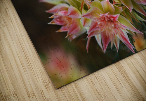 Small Protea Flowers Joy Watson puzzle