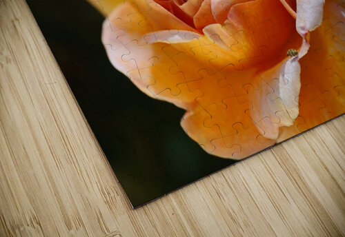 Lush Orange Rose Joy Watson puzzle