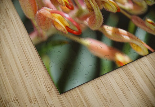Golden Grevilleas Joy Watson puzzle