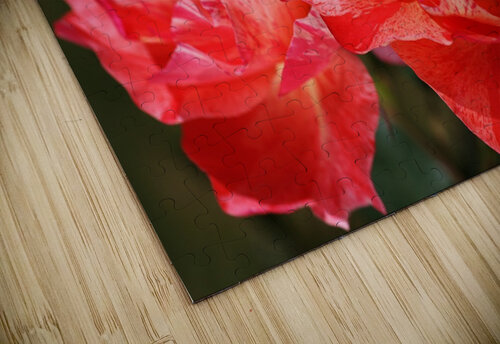 Bright Red Roses Joy Watson puzzle
