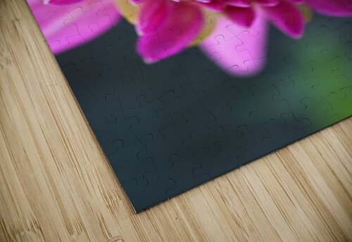 Dahlias Face Joy Watson puzzle