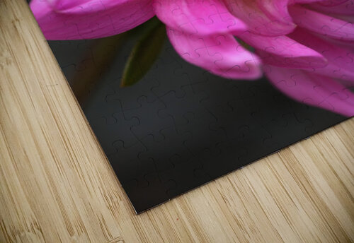 Bold Dahlia Joy Watson puzzle