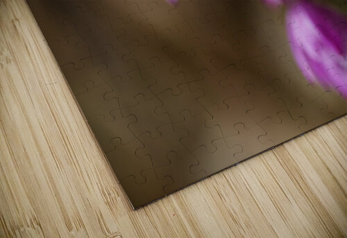 Australian Native Orchid Joy Watson puzzle