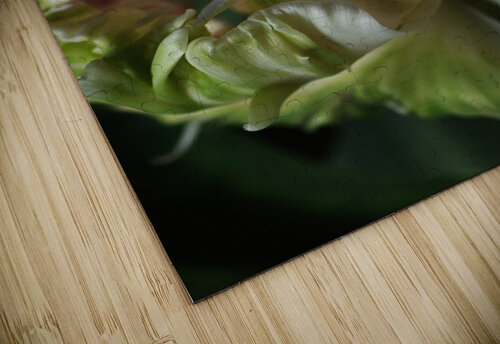 Parrot Tulip Joy Watson puzzle