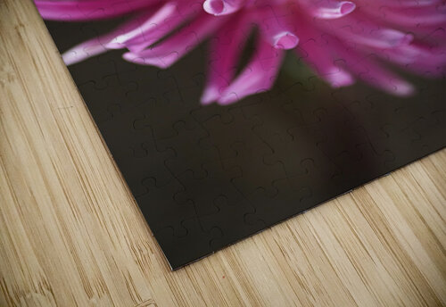 Dahlia Pink Joy Watson puzzle