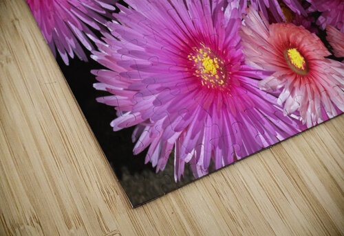 Pink Ice Plant Joy Watson puzzle