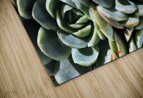 Succulent World Joy Watson puzzle