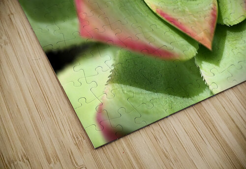 Hens And Chicks Succulent Joy Watson puzzle