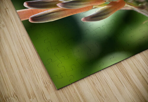 Cactus Bloom Joy Watson puzzle