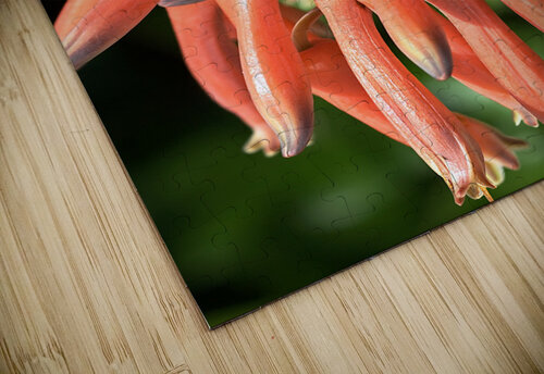 Orange Cactus Flower Joy Watson puzzle