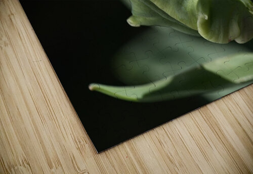 Parrot Tulip Bud  Joy Watson puzzle