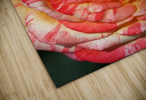 Orange Rose Display Joy Watson puzzle