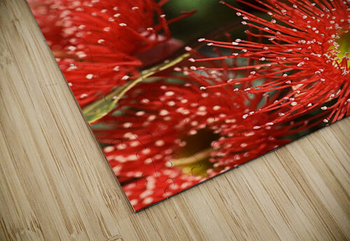 Red Eucalyptus flowers Joy Watson puzzle