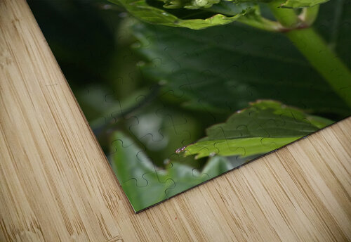 Hydrangea Bud Joy Watson puzzle