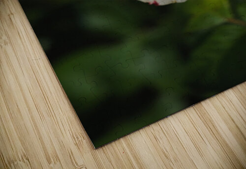 Variegated Rose  Joy Watson puzzle