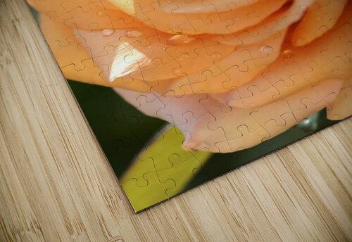 Open Orange Rose Joy Watson puzzle
