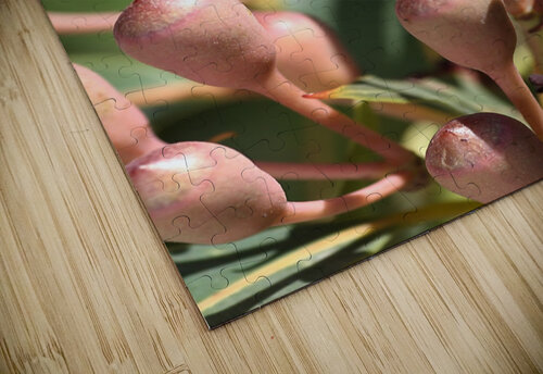Eucalyptus Tree Buds Joy Watson puzzle
