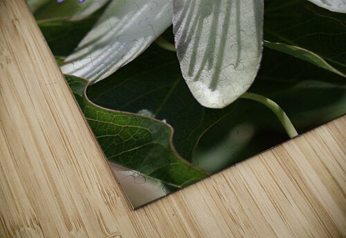 Passion Flower Joy Watson puzzle