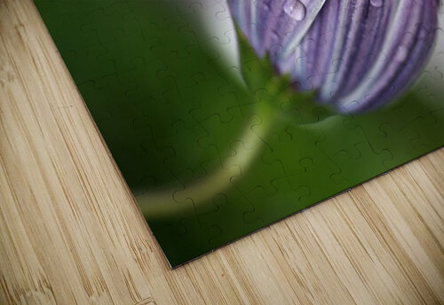 Daisy Bud Joy Watson puzzle