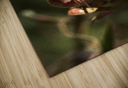 Wattle Tree Seed Pod Joy Watson puzzle