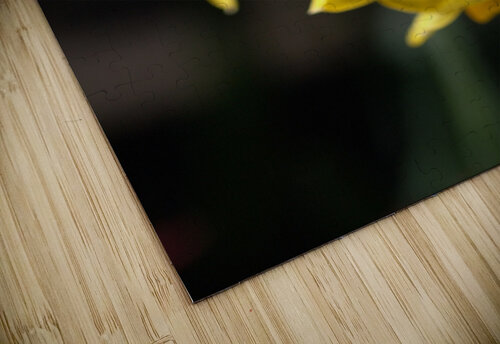 Jonquils Yellow Joy Watson puzzle