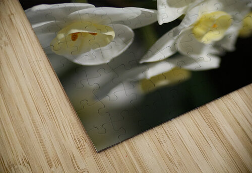 Jonquils Romance Joy Watson puzzle