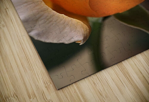 Romance Orange Rose Joy Watson puzzle