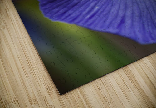 Purple Iris Lush Joy Watson puzzle