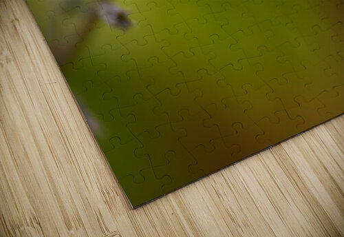 Forget Me Not Joy Watson puzzle