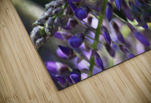 Wisteria Buds Joy Watson puzzle
