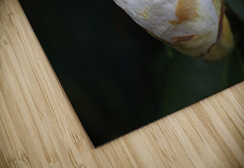 Camellia Bud Joy Watson puzzle