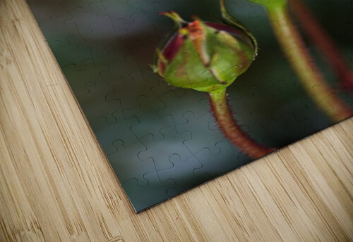 Two Pink Rose Buds Joy Watson puzzle
